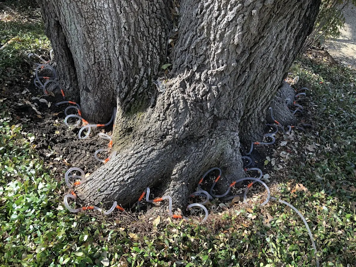 Detailed Tree Cabling and Bracing job site in Oxbow